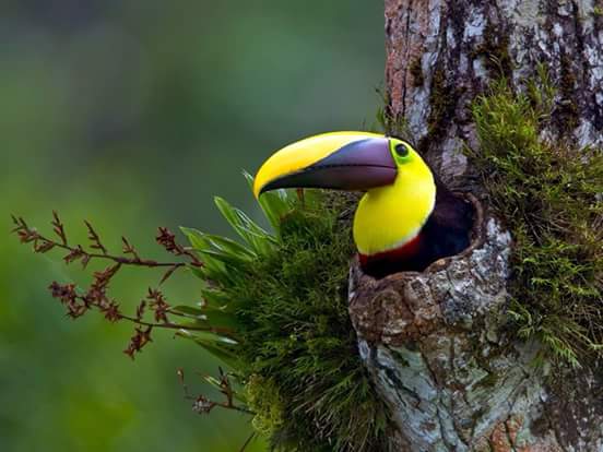 Close-up of a multi-colored beak toucan in the Bijagua rainforest, Costa Rica - Bird watching tour.